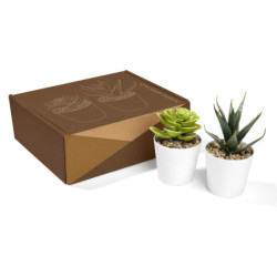 SET DE PLANTAS ALISO - vista 1